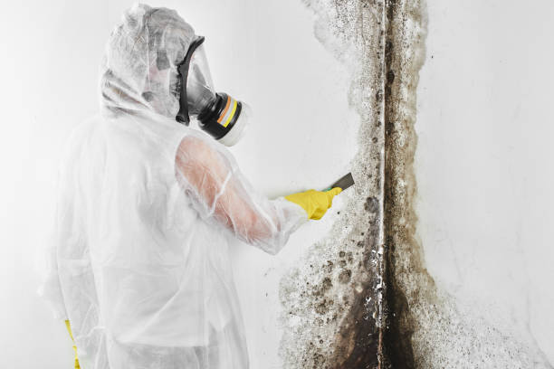 Best Crawl Space Mold Removal  in Mvern, AL