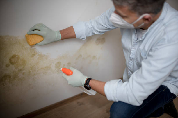 Crawl Space Mold Removal in Malvern, AL