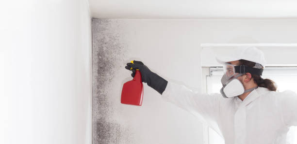 Best Fast Mold Removal  in Mvern, AL