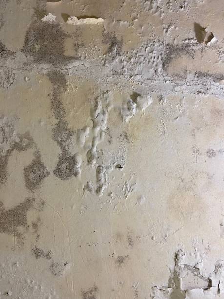 Best Mold Remediation  in Mvern, AL