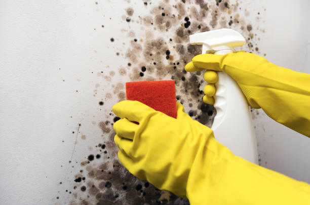 Best Office Mold Removal Services  in Mvern, AL