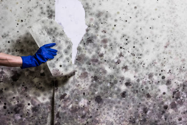Home Mold Removal in Malvern, AL