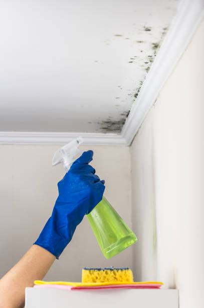 Best Professional Mold Removal  in Mvern, AL